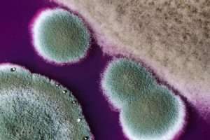 mold and mildew